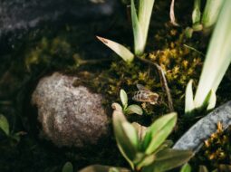 Home Gardens