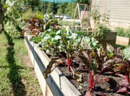 Seasonal Gardening Guide