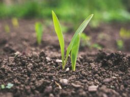 sustainable-composting-practices-for-creating-rich-and-fertile-garden-soil