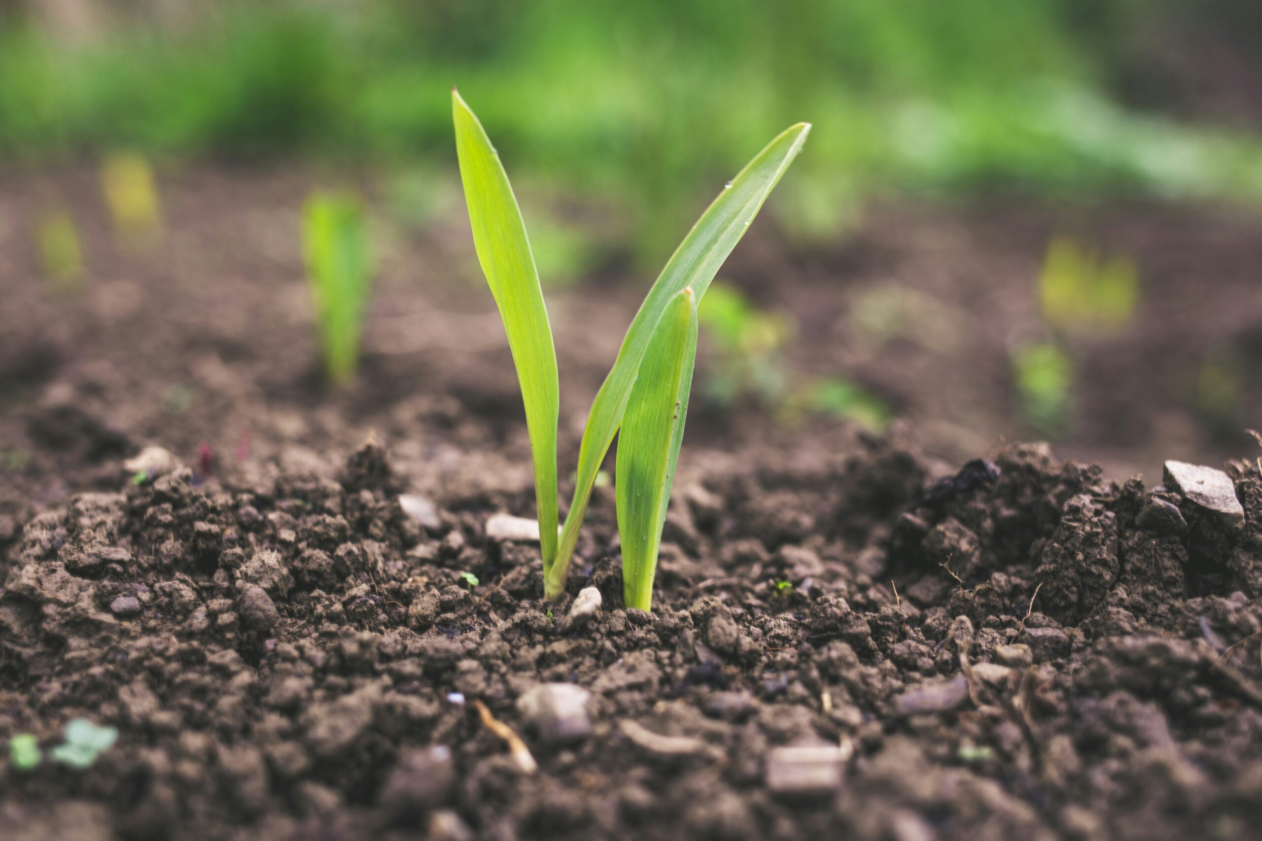 sustainable-composting-practices-for-creating-rich-and-fertile-garden-soil