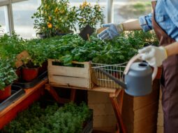 Starting Your First Garden