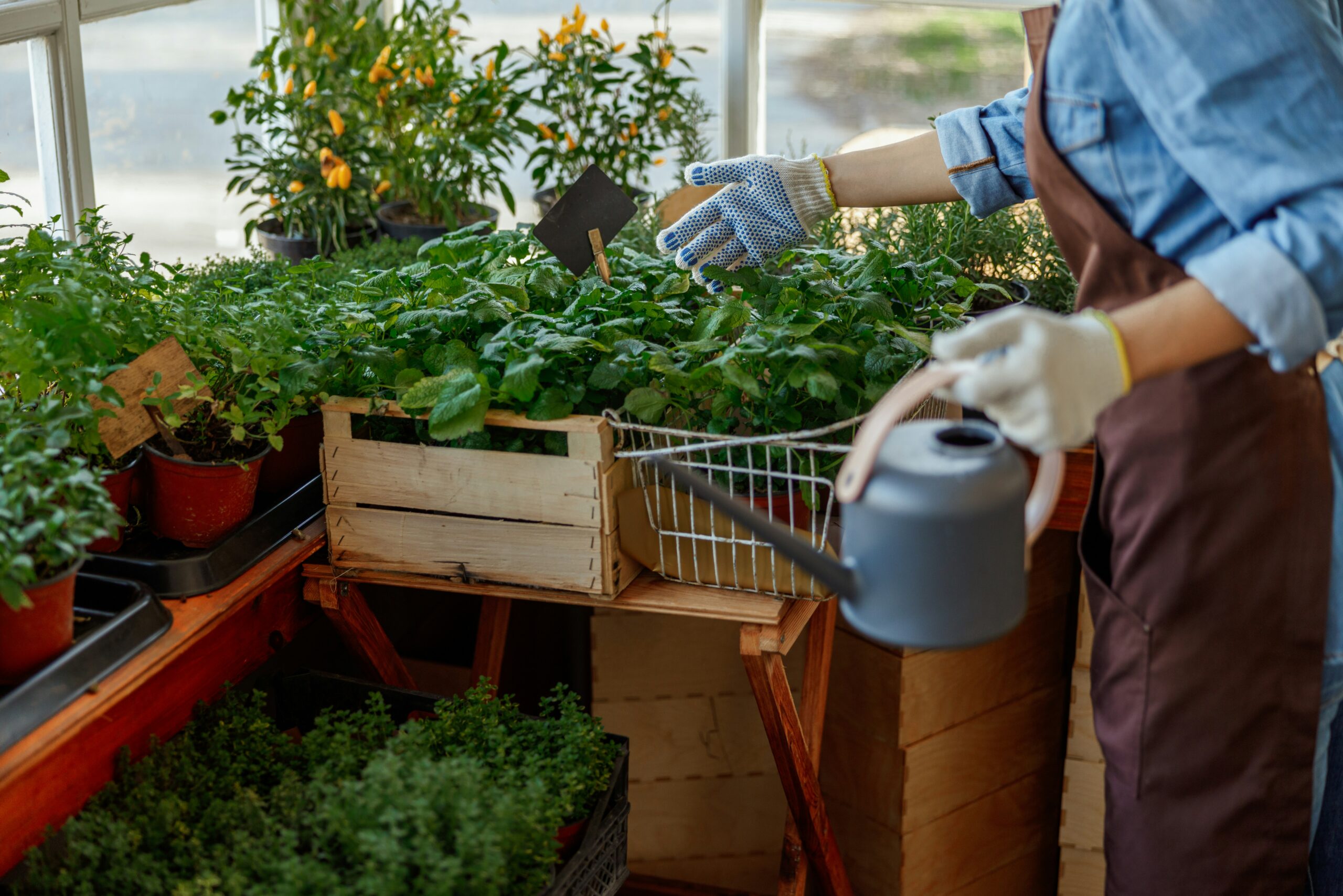Starting Your First Garden
