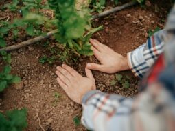 Garden Soil