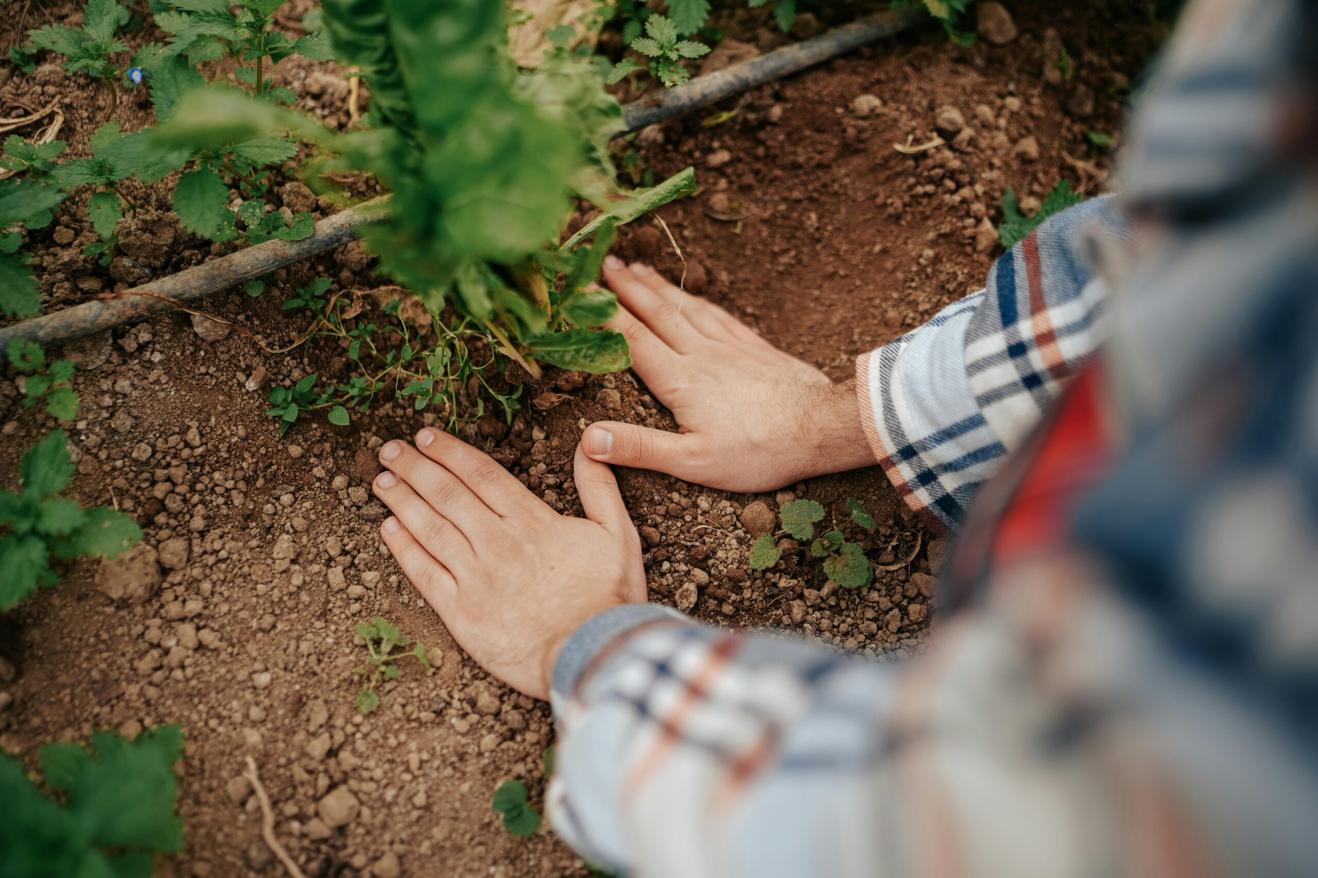 Garden Soil