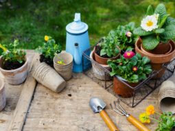 Gardening Ideas