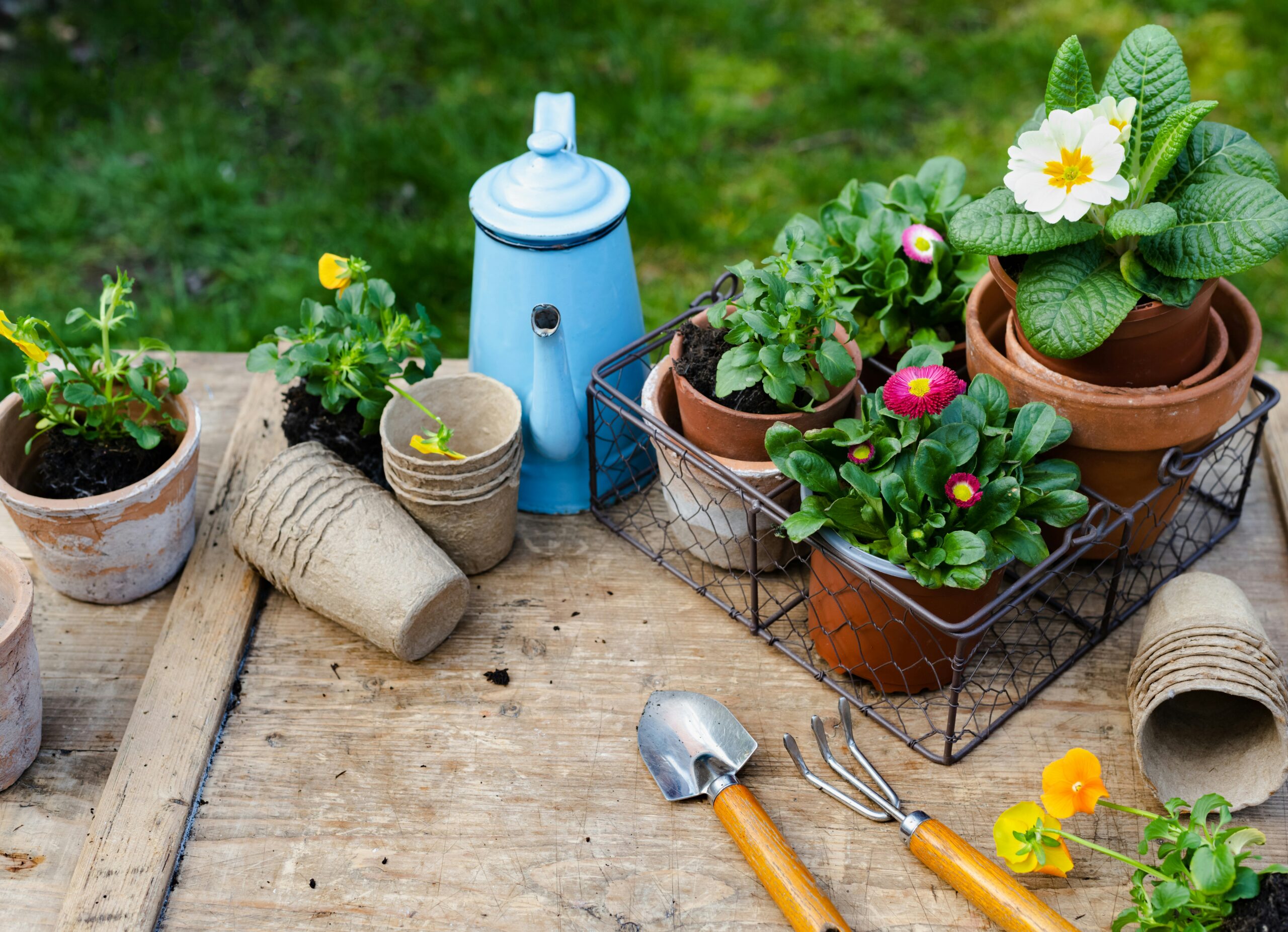 Gardening Ideas